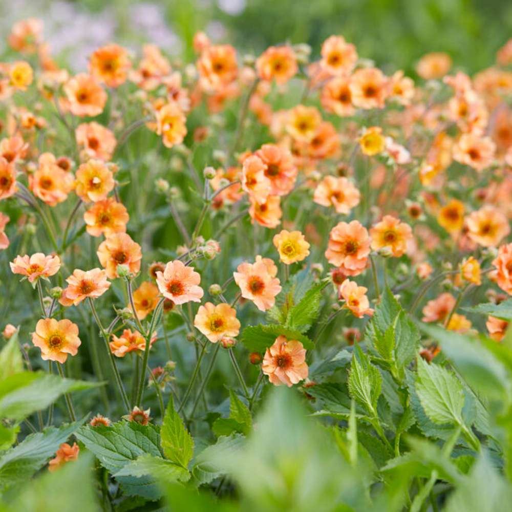 Nejlikrot 'Totally Tangerine'